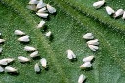 آیا واقعا مگس ها می توانند ناقل کرونا باشند؟