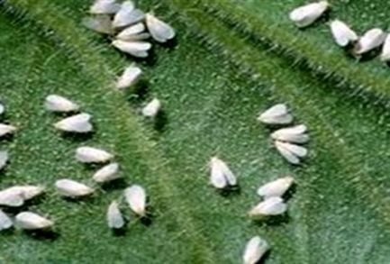 آیا واقعا مگس ها می توانند ناقل کرونا باشند؟