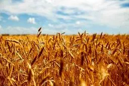 شورای قیمت‌گذاری نرخ جدید گندم را ابلاغ کرد