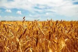 شورای قیمت‌گذاری نرخ جدید گندم را ابلاغ کرد
