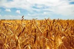 شورای قیمت‌گذاری نرخ جدید گندم را ابلاغ کرد