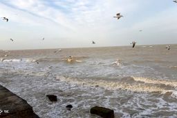 مرگ پرندگان این بار در ساحل گناوه