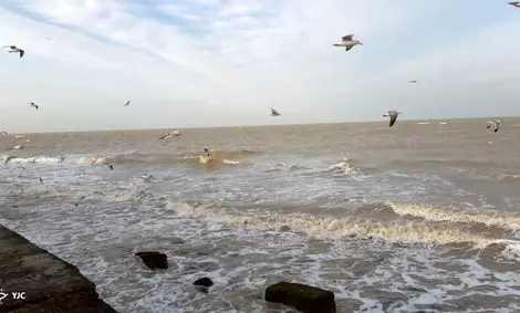 مرگ پرندگان این بار در ساحل گناوه