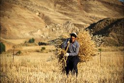 کمبود آب، مواد غذایی را گران می‌کند؟