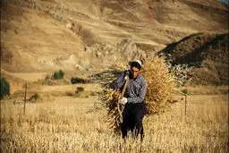 کمبود آب، مواد غذایی را گران می‌کند؟