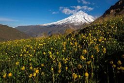 سند سه پلاک دماوند به نام سازمان جنگل‌ها بازگشت