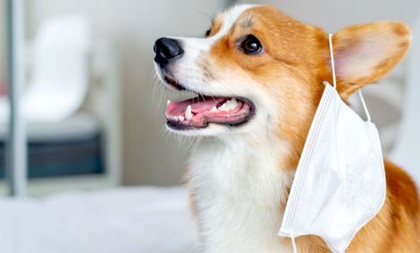 ویروس کرونای سگ‌ها به انسان منتقل می‌شود؟