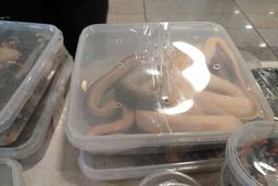 کشف ۲۰۰خزنده خطرناک از بار یک مسافر در فرودگاه امام