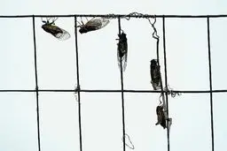 جیرجیرک‌ها هواپیمای کاخ سفید را زمین‌گیر کردند!