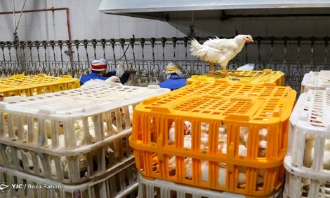 جوجه یکروزه مجدد گران شد