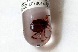 ۳ نفر به تب کریمه کنگو مبتلا شدند