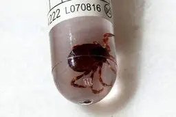 ۳ نفر به تب کریمه کنگو مبتلا شدند
