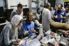 لقاح مصنوعی پلنگ ایرانی