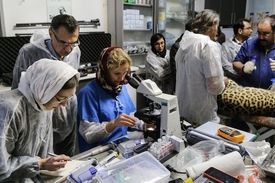 لقاح مصنوعی پلنگ ایرانی