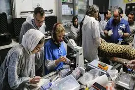 لقاح مصنوعی پلنگ ایرانی