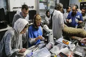 لقاح مصنوعی پلنگ ایرانی
