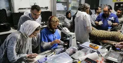 لقاح مصنوعی پلنگ ایرانی