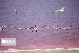 علت تغییر رنگ دریاچه ارومیه رشد نوعی جلبک بومی است