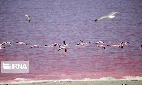 علت تغییر رنگ دریاچه ارومیه رشد نوعی جلبک بومی است