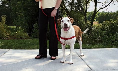 توضیح پلیس درباره فیلم برخورد با سگ‌گردانی