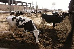 کشتار دام‌های آبستن در ادامه‌ی قتل عام جوجه‌ها