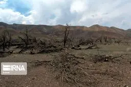 اوج‌گیری گرما از امروز تا ۱۵ مردادماه