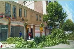 توضیحات مسئولان در خصوص قطع درختان خیابان معلم یاسوج + عکس