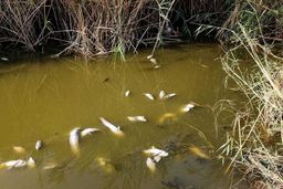 هورالعظیم بدون آب، گور ماهی‌ها، گاومیش‌ها و زندگی