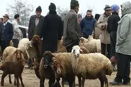 قیمت دام زنده در آستانه عید قربان اعلام شد/ گوسفند ۴۲ تا ۵۵ هزار تومان