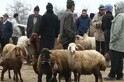 قیمت دام زنده در آستانه عید قربان اعلام شد/ گوسفند ۴۲ تا ۵۵ هزار تومان
