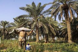 خسارت خشکسالی در خوزستان چقدر است؟