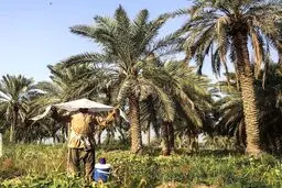خسارت خشکسالی در خوزستان چقدر است؟