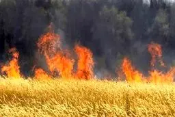 حریق گسترده در میانکاله از ظهر امروز/ وزش باد مهار حریق را دشوار کرده است