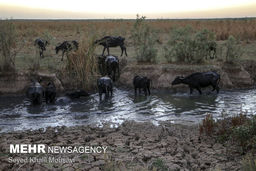 توزیع خوراک دام رایگان در مناطق گرفتار تنش آبی خوزستان آغاز شد