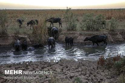 توزیع خوراک دام رایگان در مناطق گرفتار تنش آبی خوزستان آغاز شد