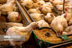فروش مرغ بیش از ۲۷ هزار تومان سودجویی است