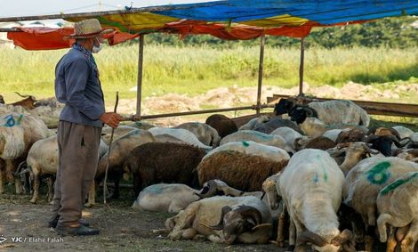 بازار بی‌رمق دام زنده در آستانه عاشورا/ چرا گوشت گران شد؟