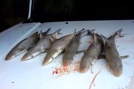 ممنوعیت صید کوسه در بوشهر/ جریمه تا ۳۰ میلیون تومان