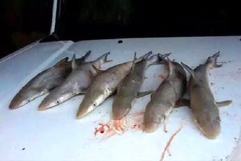 ممنوعیت صید کوسه در بوشهر/ جریمه تا ۳۰ میلیون تومان