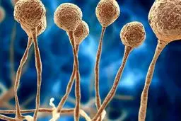 ورود اولین محموله داروی قارچ سیاه به کشور / علت تاخیر در واردات چه بود؟