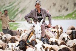 کمبود چوپان ایرانی با دستمزد حداقل ۵ میلیون تومان/ ۹۰ درصد چوپان ها از مهاجران اهل افغانستان هستند