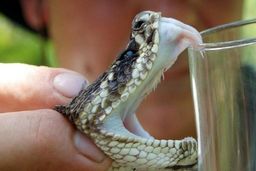 احتمال تاثیر سم نوعی افعی بر ویروس کرونا