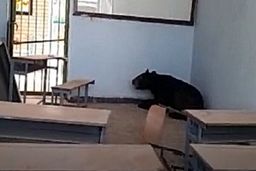 رهاسازی خرس گرفتار در مدرسه ای در هرمزگان