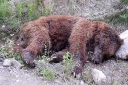 خرس سیاه بلوچی به زادگاه خود برگشت