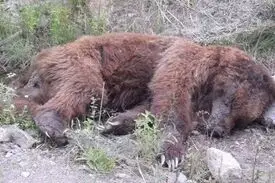 خرس سیاه بلوچی به زادگاه خود برگشت