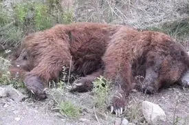 خرس سیاه بلوچی به زادگاه خود برگشت