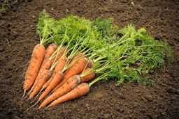 هر کیلو بذر هویج ۴۰ میلیون تومان!