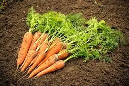 هر کیلو بذر هویج ۴۰ میلیون تومان!