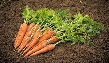 هر کیلو بذر هویج ۴۰ میلیون تومان!