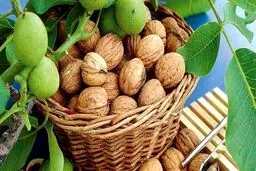 واردات گردو در دست شبکه سازمان یافته قاچاق